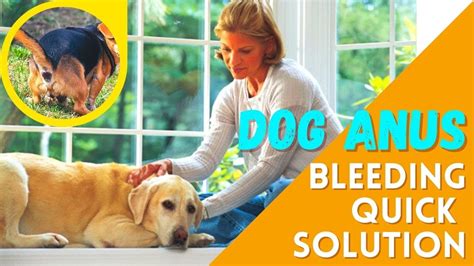 home remedies for dog bleeding anus|dog having diarrhea with blood.